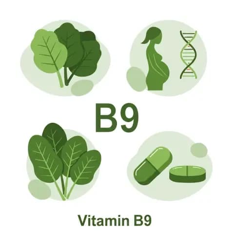 Image of Vitamin B9